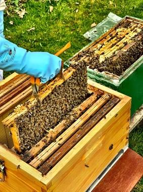 Postcorona hobby: honing vanuit eigen tuin